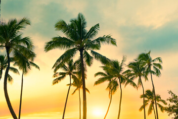 Obraz premium Silhouette of tropical palm trees with sun light on colorful sky background. 