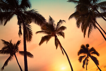 Obraz premium Silhouette of tropical palm trees with sun light on colorful sky background. 