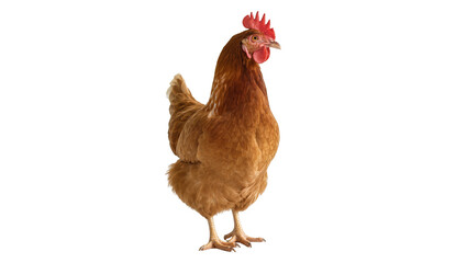 Brown feathered hen with red comb and wattle, isolated on transparent background © Dan