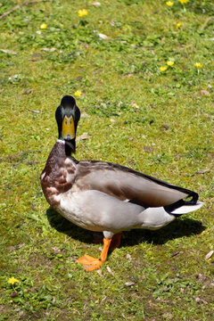 quoi coin !