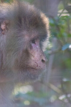 macaque derri&egrave;re les branches