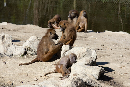 sieste sur la pierre