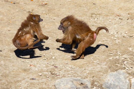 &agrave; l'attaque !