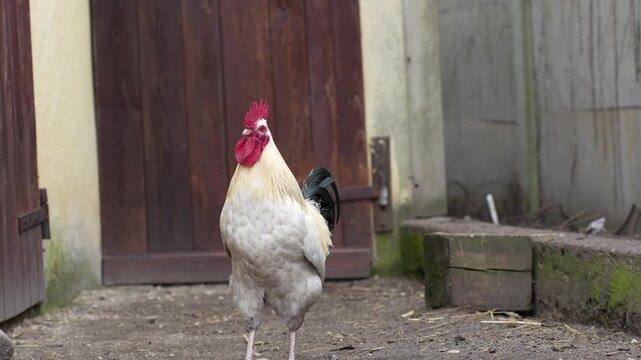 Majestic White Rooster Crowing and Walking with Hens on a Farm - Slow Motion 25fps