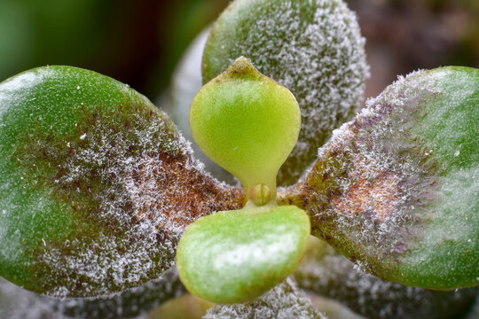 Extreme closeup macro of jade plant fresh new growth with surrounding leaves covered in powdery mildew and starting to brown. Detailed view highlighting plant disease, damage, and stress on succulent 