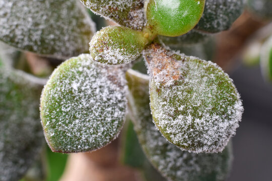 Extreme closeup macro  Jade plant leaves covered with layer of powdery mildew. Plant disease visible on succulent foliage highlighting infection, plant care issues, and common indoor gardening problem