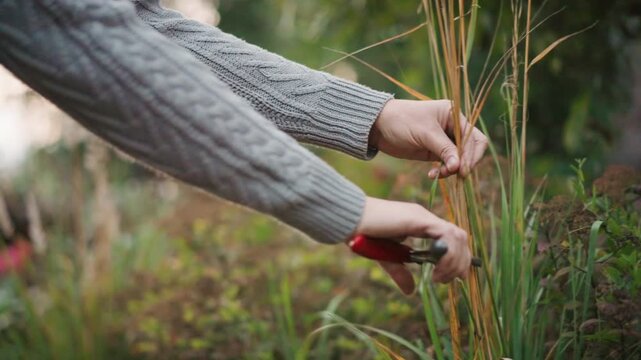 Hands trimming ornamental grass with shears, gray sweater sleeve, soft bokeh foliage, autumn tones, careful stem cutting and removal, mindful seasonal maintenance, textured stems and dry leaves,