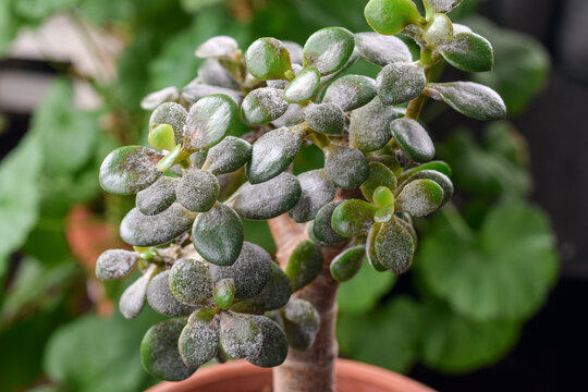 Jade plant leaves covered with layer of powdery mildew. Plant disease visible on succulent foliage highlighting infection, plant care issues, and common indoor gardening problem