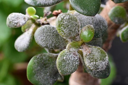 Extreme closeup macro  Jade plant leaves covered with layer of powdery mildew. Plant disease visible on succulent foliage highlighting infection, plant care issues, and common indoor gardening problem