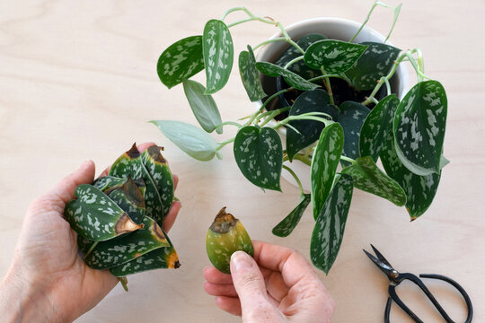 Womans hands holding pile of yellowed and brown leaves cut from Scindapsus or Satin Silver Pothos houseplant. Top down view highlighting plant care, pruning, and signs of stress or aging foliage