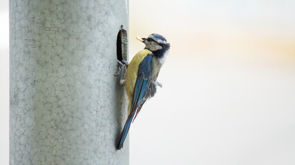 great tit parus major © lazalnik