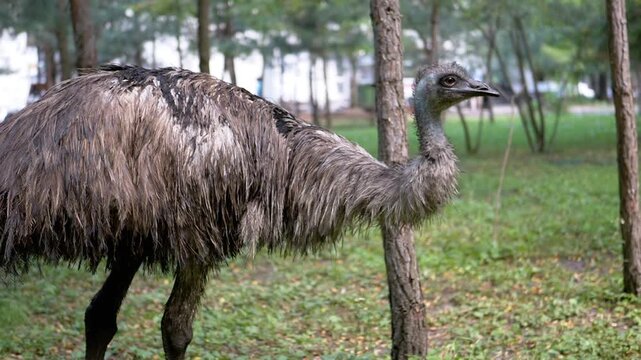 An emu scratches its neck against a tree in a park, displaying natural behavior. The urban environment in the background contrasts with the emu's wild nature.