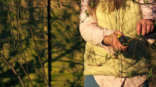 Woman pruning bush in dappled light sunlit garden 