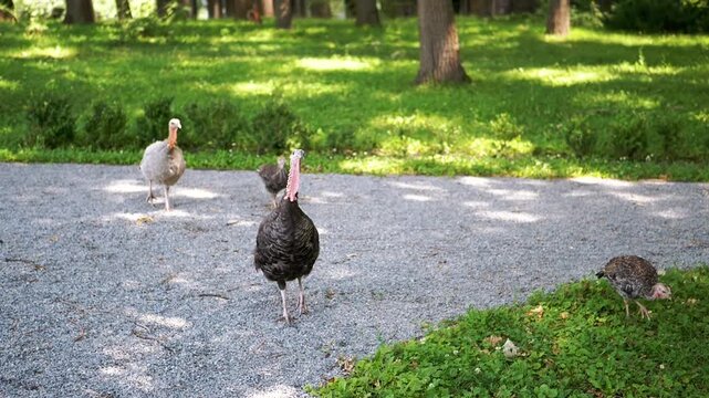 A family of turkeys enjoys a sunny day in the park, strolling along a path and pecking at the grass. This charming scene embodies the peace and tranquility of nature