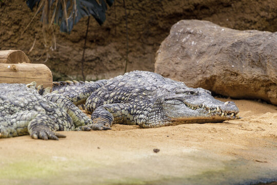 Sandy Rock With Sunlit Crocodile. Ambushready Crocodile On Sandy Surface Beneath Bright Sunshine