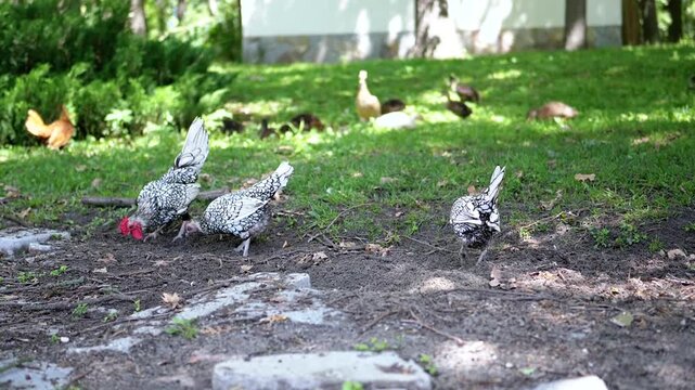 Speckled black and white chickens with bright red combs peck at the ground, foraging for food in a sunlit farmyard. Ducks roam freely in the background, creating a peaceful farm scene. The video