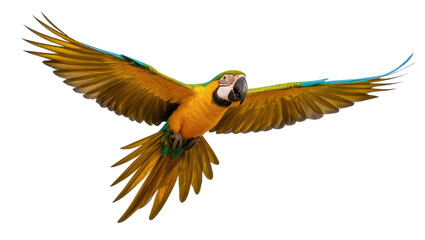 Blue-and-yellow Macaw in flight with open wings, isolated on transparent background © Alexander