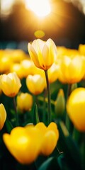 Obraz premium Yellow tulips stand tall in a garden filled with flowers. The sun shines brightly, lighting up the petals. It is springtime and the flowers create a colorful scene Generative AI