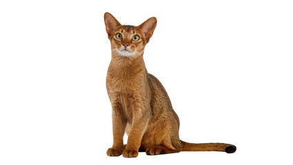 Abyssinian cat reddish-brown fur green eyes, isolated on transparent background © Alexander