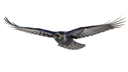 Naklejka premium Dark raven in flight with wide-spread wings, isolated on transparent background