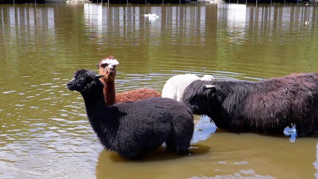 A flock of Egyptian geese stands on small pebbles near a pond and pecks at something on the ground. Green grass grows in the background. The footage symbolizes hunger, survival, the search for food.