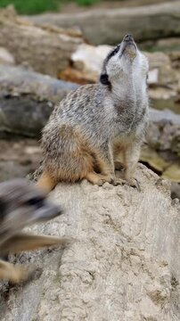 Sand Mound With Vigilant Meerkats. Playful Meerkats Atop Sandy Mound Observing Surroundings Attentively