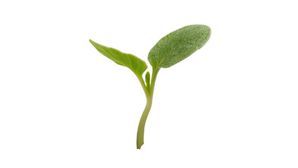 Young green plant with two cotyledons, isolated on transparent background