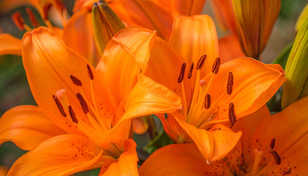 Close-up vibrant orange lily blossoms showcasing intricate petal details stamen with pollen set against a soft green bokeh background
