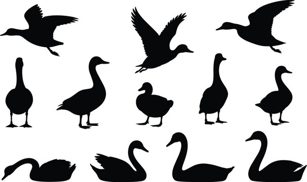 Comprehensive collection of black bird vector silhouettes featuring ducks, geese, and swans flying, swimming, and standing isolated on a white background for professional nature graphic design.