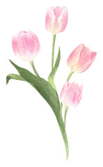 Obraz premium Watercolor pink pastel tulip spring bouquet. Hand drawn illustration for Easter, Spring, Mother's Day