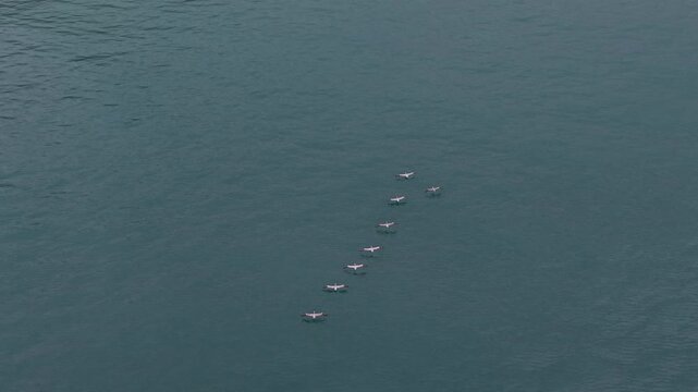 Aerial view of a squadron of pelicans gliding in perfect formation over the vast, calm ocean reflecting a grey sky, Costa Rica.