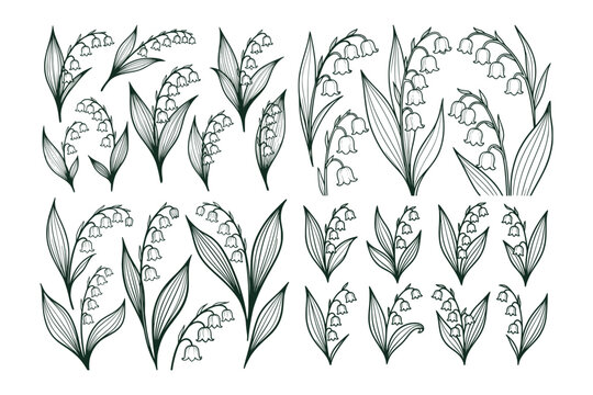 Lily of the valley flowers shown in delicate line art on a white background, forming a botanical concept of natural elegance