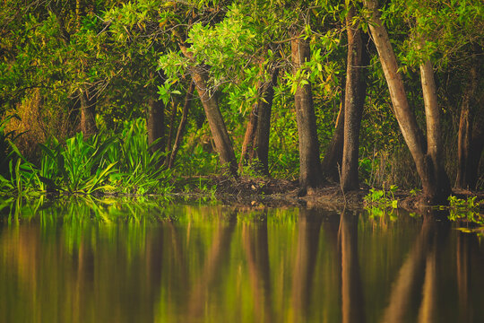 View of forest with reflecton in water, nature background concept