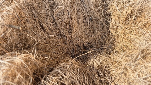 Close-up of tangled, light brown fibrous coconut coir.