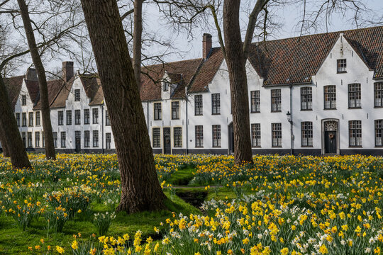 springtime daffodils outside garden in peaceful begijnhof Bruges Beguinage Ten Wijngaerde with proinent gothic architecture tower church of our lady. Belgium Onze Lieve Vrouwekerk  sunny day blue sky