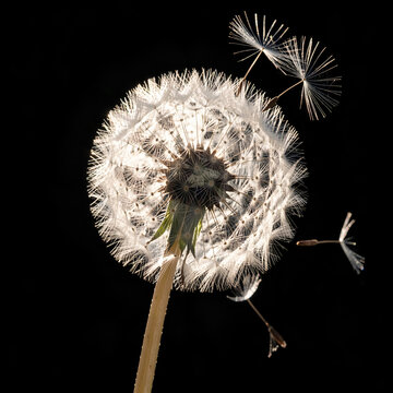 Dandelion flower with flying seeds on black background  
