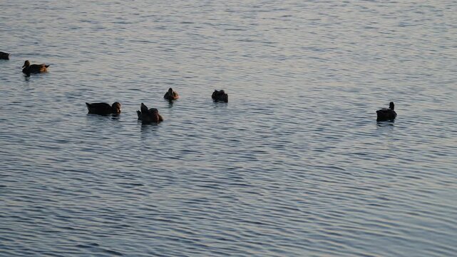 Ducks on a lake during sunset, Lake Hefner, Oklahoma City, Oklahoma