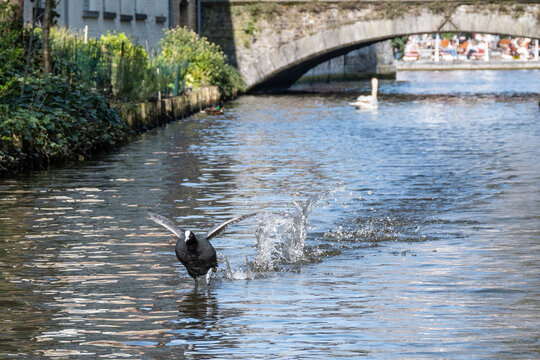 A eurasian coot wildfowl bird running and flapping to take flight from canal in Bruges with bridge. wildlife pattering run on water for liftoff