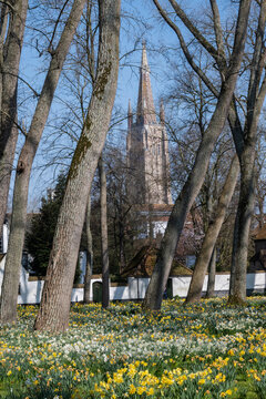 springtime daffodils outside garden in peaceful begijnhof Bruges Beguinage Ten Wijngaerde with proinent gothic architecture tower church of our lady. Belgium Onze Lieve Vrouwekerk  sunny day blue sky