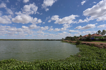 Obraz premium The scenery around Bueng Thung Sang has water hyacinths growing along the shore.