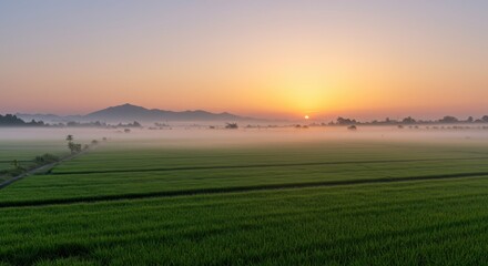 Obraz premium Bright sun ascends over misty green fields with distant mountains on the horizon