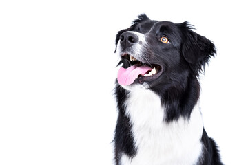 Portrait of a border collie dog looking up, closeup, side view, isolated on white background