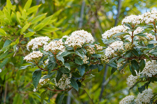 Branche de viburnum tinus ou laurier tin courb&eacute;e sous le poids de boutons floraux blanc et rose group&eacute;s en ombelles arrondies, dress&eacute;es sur des feuilles vert luisant, ovales,  pointues et coriace