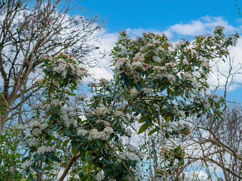 Viorne tin ou laurier tin (Viburnum tinus), arbuste produisant de petites fleurs en bouton blanc et ros&eacute;e en cymes compactes au sommet de tiges dress&eacute;es portant un feuillage luisant, vert fonc&eacute;