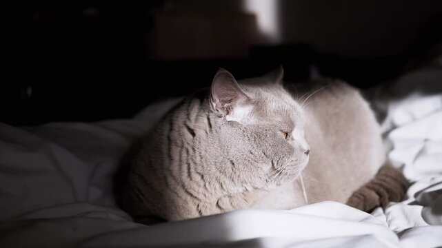 A gray cat relaxes on a bed in a patch of sunlight, creating a tranquil scene ideal for pet, home, and lifestyle content.