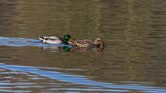 The mallard or wild duck, Anas platyrhynchos is a dabbling duck which breeds throughout the temperate and subtropical Americas, Eurasia, and North Africa. Here swimming on a lake in Munich, Germany.