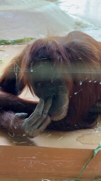 Funny orangutan picking its nose in enclosure