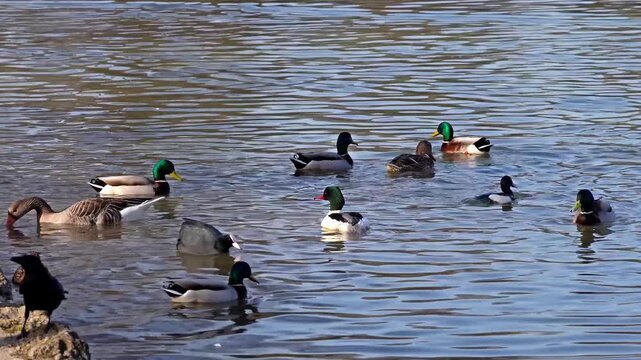 The mallard or wild duck, Anas platyrhynchos is a dabbling duck which breeds throughout the temperate and subtropical Americas, Eurasia, and North Africa. Here swimming on a lake in Munich, Germany.