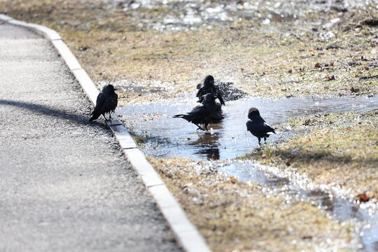 Group of jackdaws splashing in a shallow puddle. Water droplets fly as birds actively bathe and move