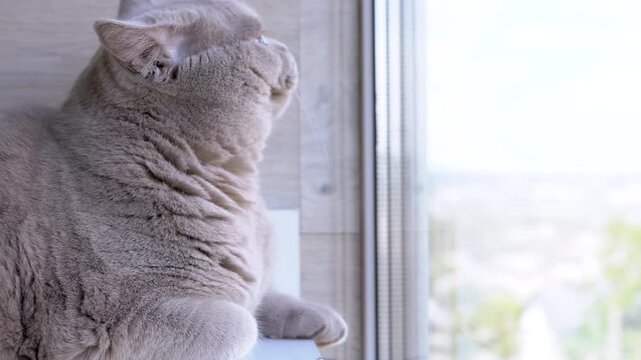 Gray fluffy British cat with green eyes, sits on a shelf, looks out the window on the balcony. Close-up. The cat is resting, watching the movement. Morning. Sunny day.